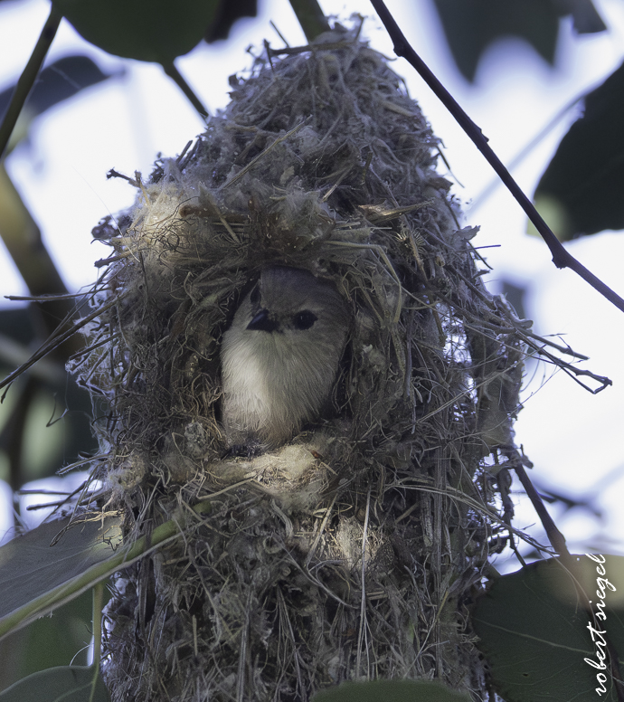 emily renzel wetlands 2026